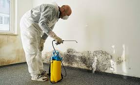 Professional Mold Inspection in Eldon, MO